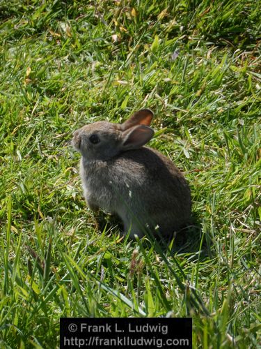 Rabbits in Carrowmore